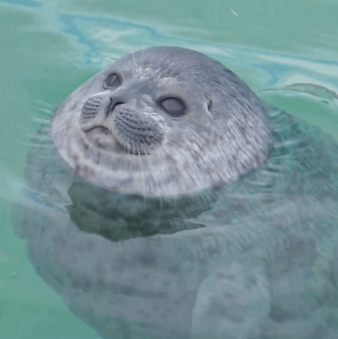 tsuki